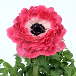 Anemone Harmony Double Pink