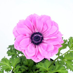 Anemone Harmony Double Rose