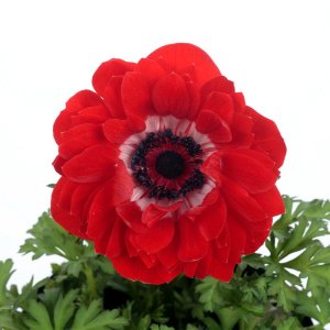 Anemone Harmony Double Scarlet