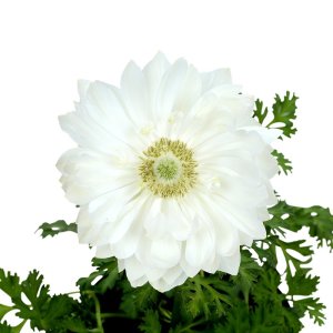 Anemone Harmony Double White