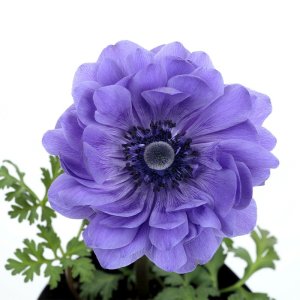 Anemone Harmony Double Blue