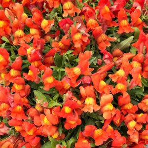 Antirrhinum Candy Showers Orange