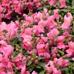 Antirrhinum Candy Showers Pink