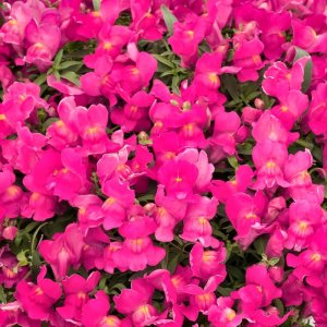 Antirrhinum Candy Showers Rose