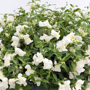 Antirrhinum Candy Showers White