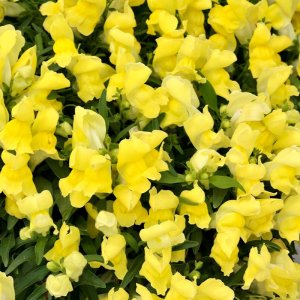 Antirrhinum Candy Showers Yellow