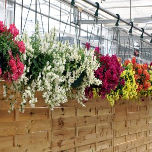 Antirrhinum Candy Showers Mix