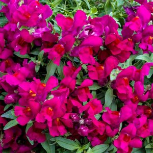 Antirrhinum Candy Showers Deep Purple