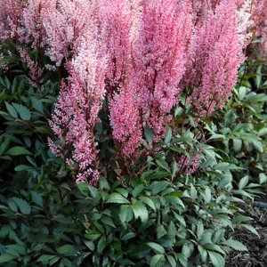 Astilbe Smile at Me