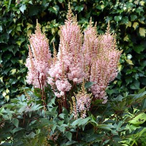 Astilbe Look at Me