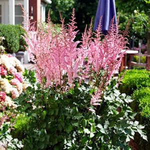 Astilbe Mighty Pip