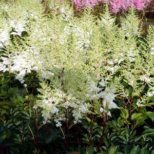 Astilbe Mighty Plonie