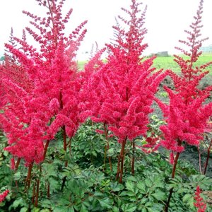 Astilbe Mighty Red Quin