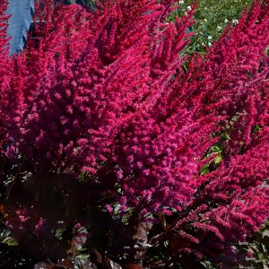 Astilbe Mighty Chocolate Cherry