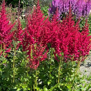 Astilbe chinensis Hot Pearls