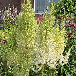 Astilbe chinensis Ivory Pearls