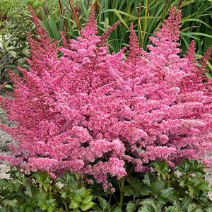 Astilbe chinensis Black Pearls