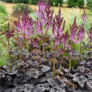 Astilbe Darkside Of The Moon