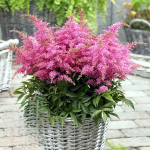 Astilbe Short ‘n’ Sweet Raspberry