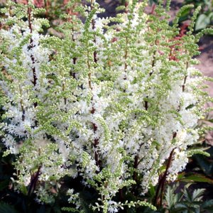 Astilbe Short ‘n’ Sweet Whiteberry