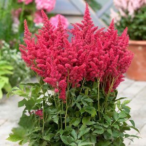 Astilbe Short ‘n’ Sweet Fireberry