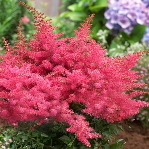 Astilbe Younique Cerise