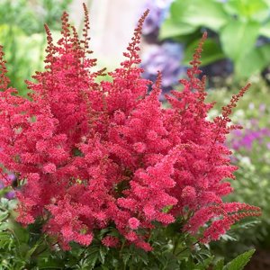 Astilbe Younique Carmine