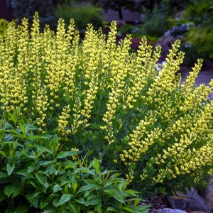 Baptisia American Goldfinch