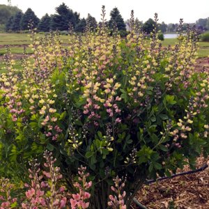 Baptisia Decadence Deluxe Pink Lemonade