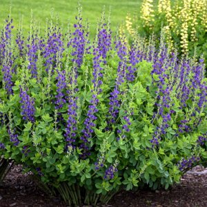 Baptisia Decadence Sparkling Sapphire