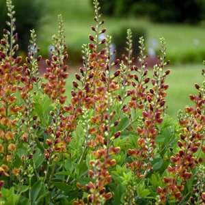 Baptisia Decadence Cherries Jubilee