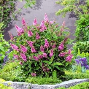 Buddleja davidii Butterfly Candy Little Pink