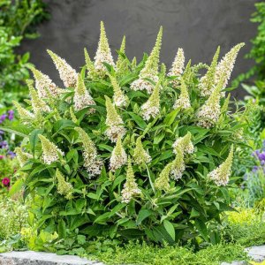 Buddleja davidii Butterfly Candy Little White