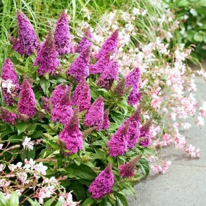 Buddleja davidii Butterfly Candy Little Cerise