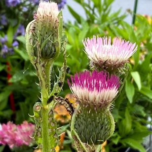 Cirsium Mount Etna