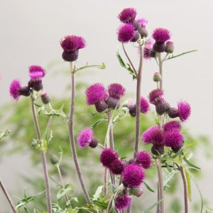 Cirsium Trevors Blue Wonder