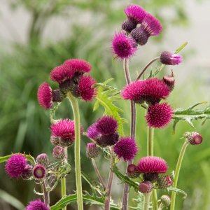 Cirsium Atropurpureum