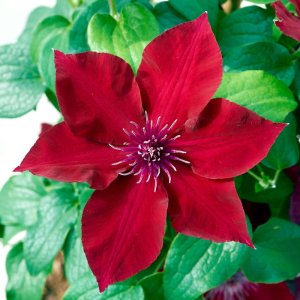 Clematis hybrida Boulevard Nubia