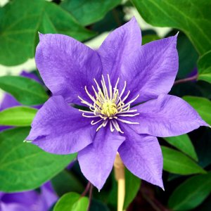 Clematis hybrida Boulevard Olympia