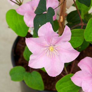 Clematis hybrida Boulevard Pompeii