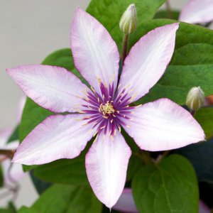 Clematis hybrida Boulevard Samaritan Jo