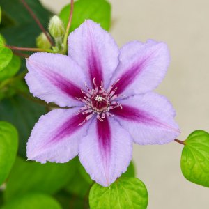 Clematis hybrida Boulevard Triomphe