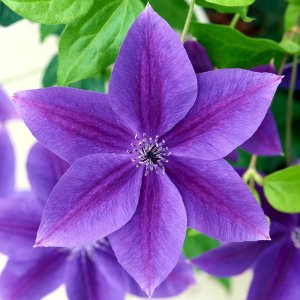 Clematis hybrida Garland Masa