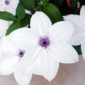 Clematis hybrida Garland Tsukiko