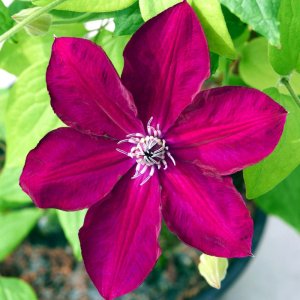 Clematis hybrida Garland Hisako