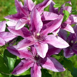 Clematis hybrida Tudor Patio Darcy