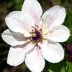 Clematis hybrida Tudor Patio Faun