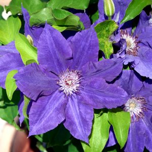 Clematis hybrida Tudor Patio Hadley