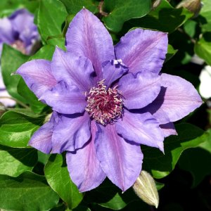 Clematis hybrida Tudor Patio Sibyl