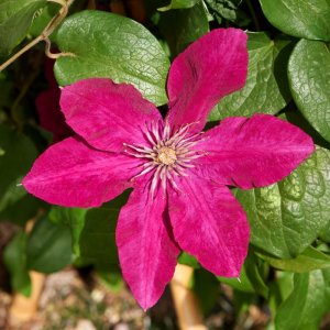 Clematis hybrida Tudor Patio Ansley